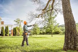 Professional Tree Services in Berwyn, PA