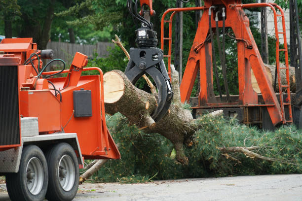 Tree and Shrub Care in Berwyn, PA